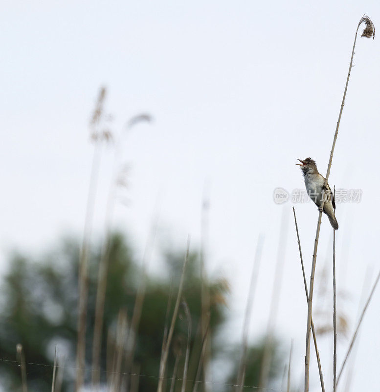 大reed Warbler (Acrocephalus arundinaceus)唱歌